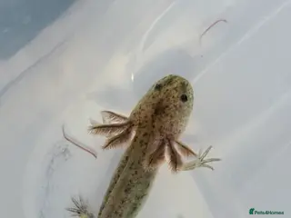 Axolotl reptiles Juvenile axolotl - Advert 4