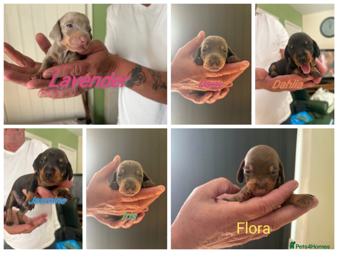 Dachshund dogs for sale: Miniature dachshunds  - Image 1