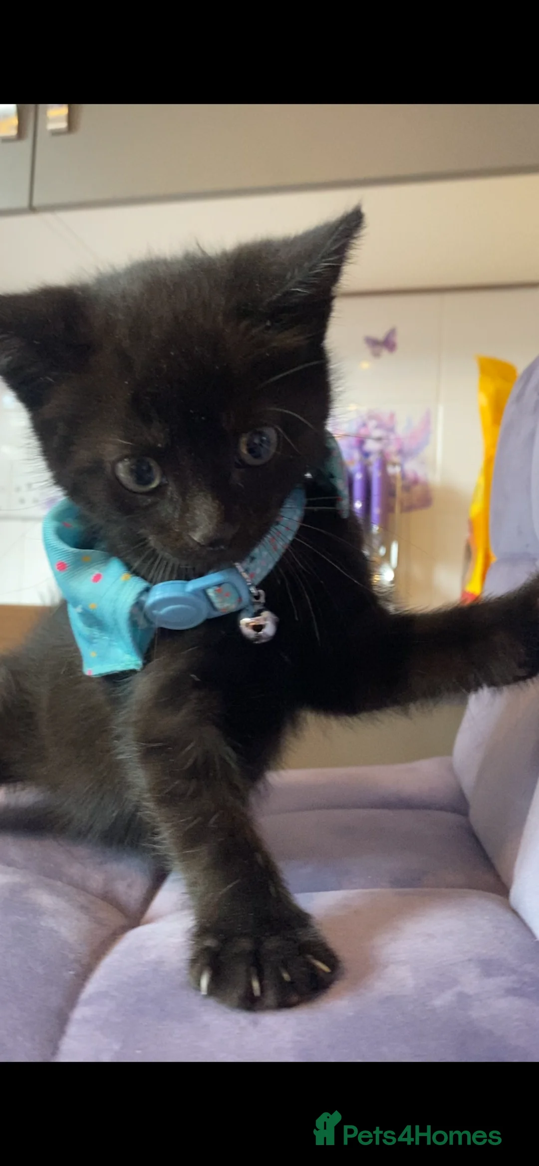 Mixed Breed cats for sale: Friendly little boy kitten  in Welwyn - Advert 1