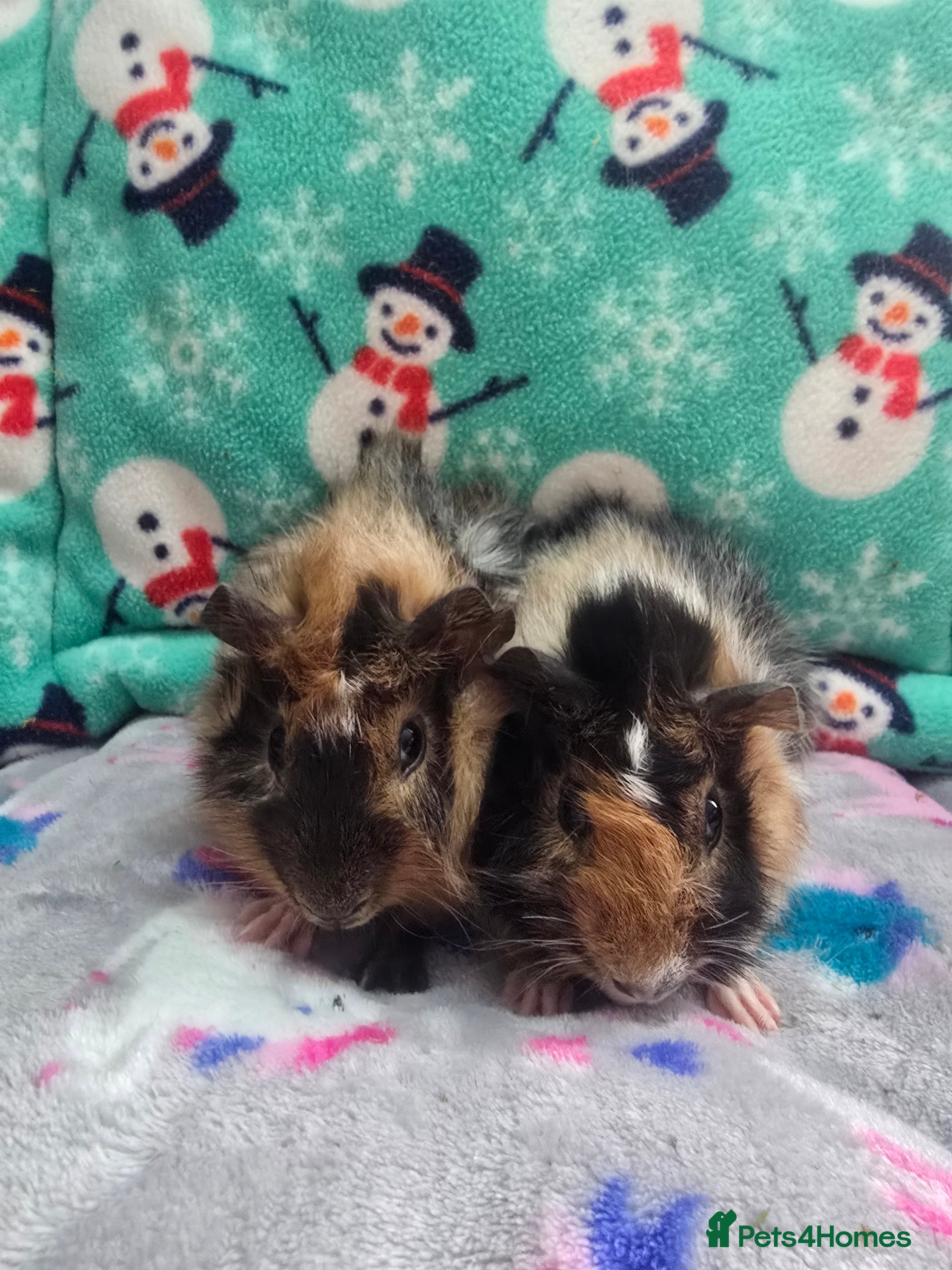 Guinea Pig rodents Funky Boars - Advert 1