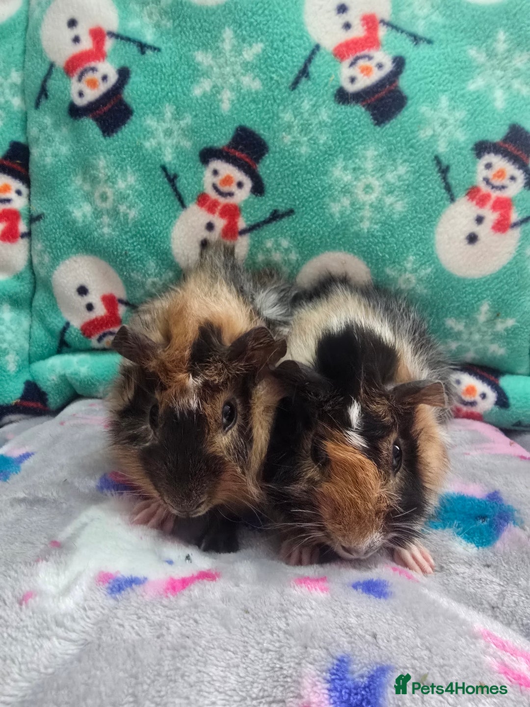 Guinea Pig rodents for sale: Funky Boars - Advert 1