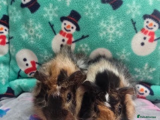 Guinea Pig rodents Funky Boars - Advert 1