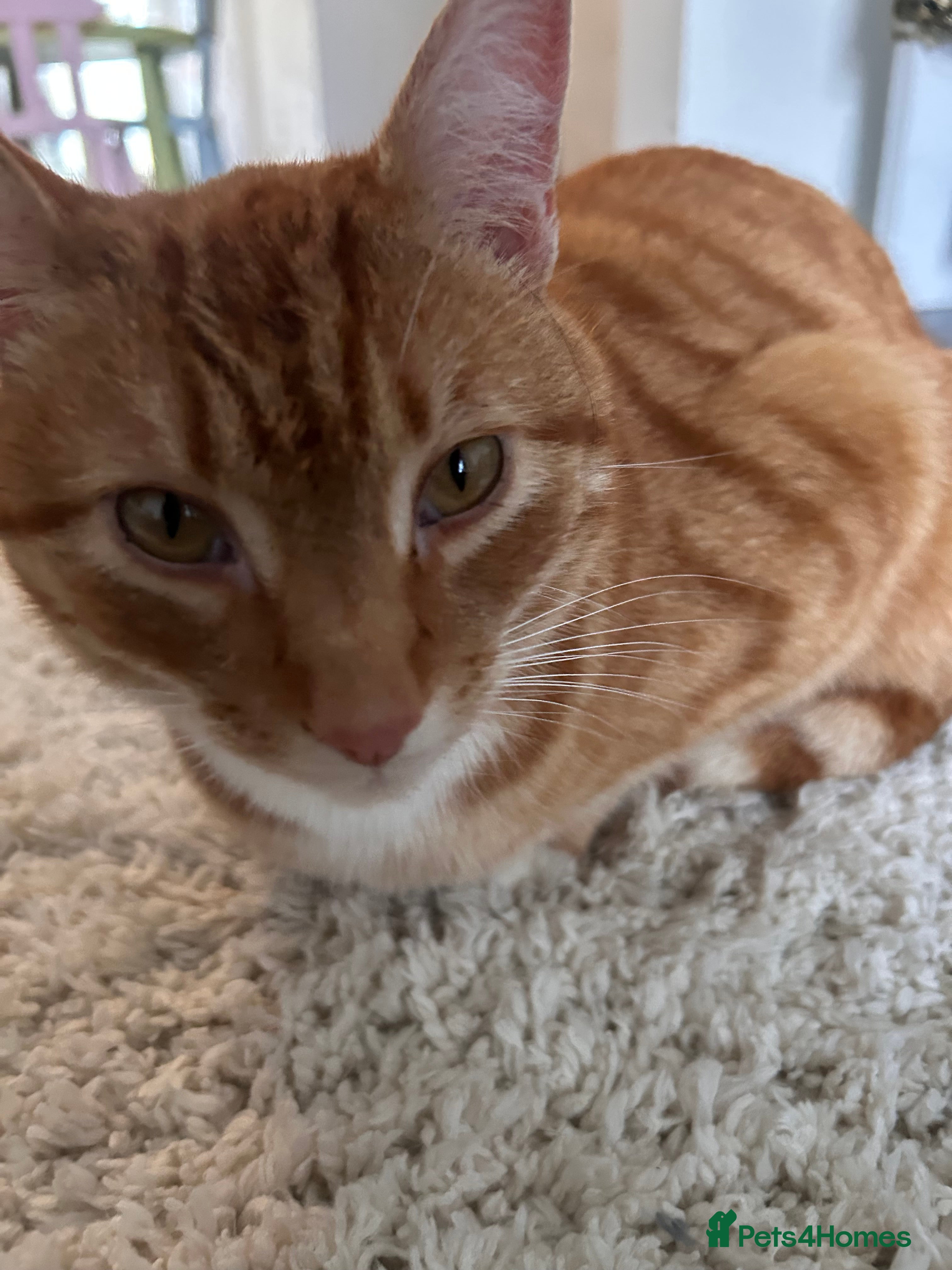 Mixed Breed cats 3-Year-Old Ginger Boy Looking for a Loving Home 🐾 - Advert 1