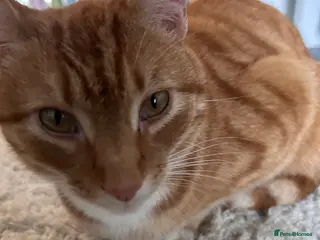 Mixed Breed cats 3-Year-Old Ginger Boy Looking for a Loving Home 🐾 - Advert 1