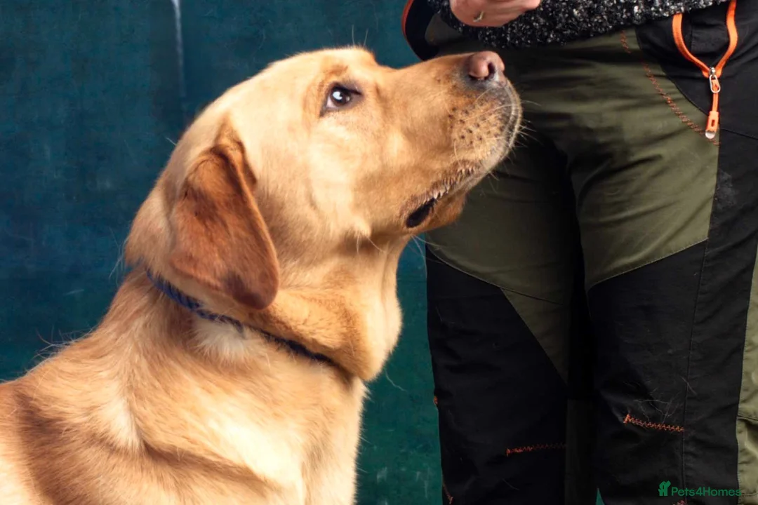 Labrador Retriever dogs for stud: Leadburn Digger...* Fully Health Tested Stud Dog * - Advert 1