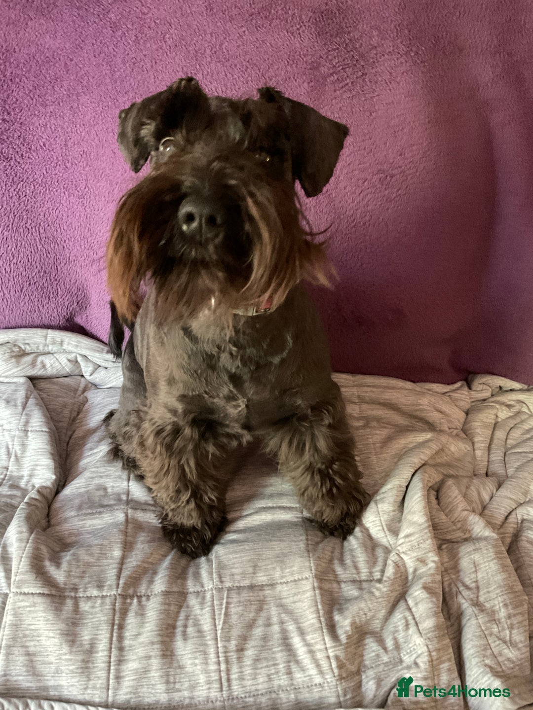 Miniature Schnauzer dogs for sale: Looking for a loving home for 1yr old loving girl - Image 2