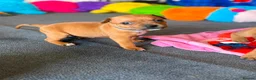 Staffordshire Bull Terrier dogs for sale: KC Red Staffordshire Bull Terriers ❤️❤️🏆🩸 - Advert 3