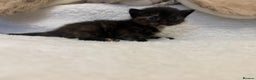 Mixed Breed cats for sale: Kittens  - Advert 15