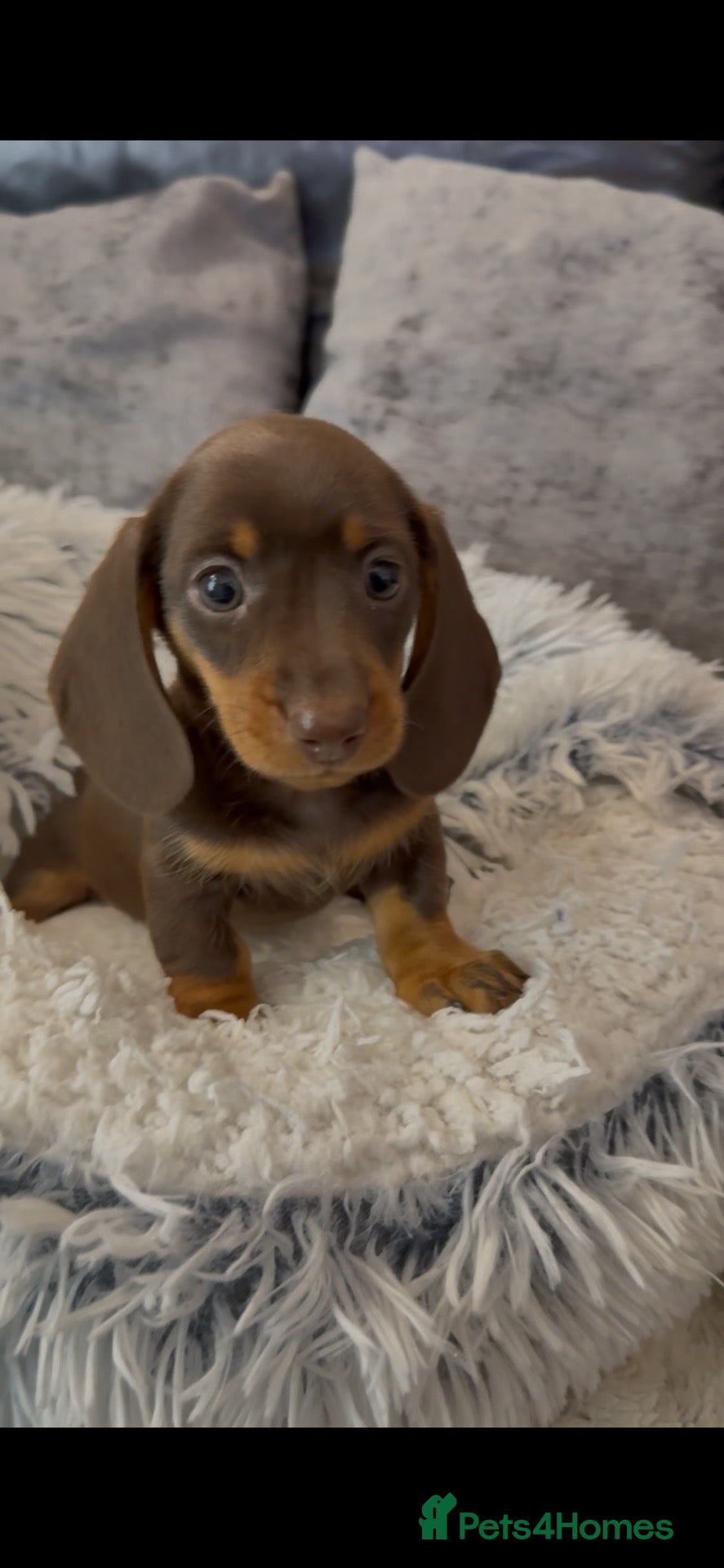 Miniature Dachshund dogs long & short hair miniture Daxi puppy’s 4 girls 💕 - Advert 2
