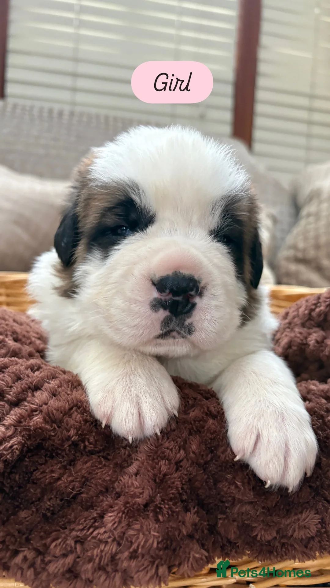 Saint Bernard dogs for sale: Chunky family raised champ blood Saint Bernard 🐶  - Advert 5