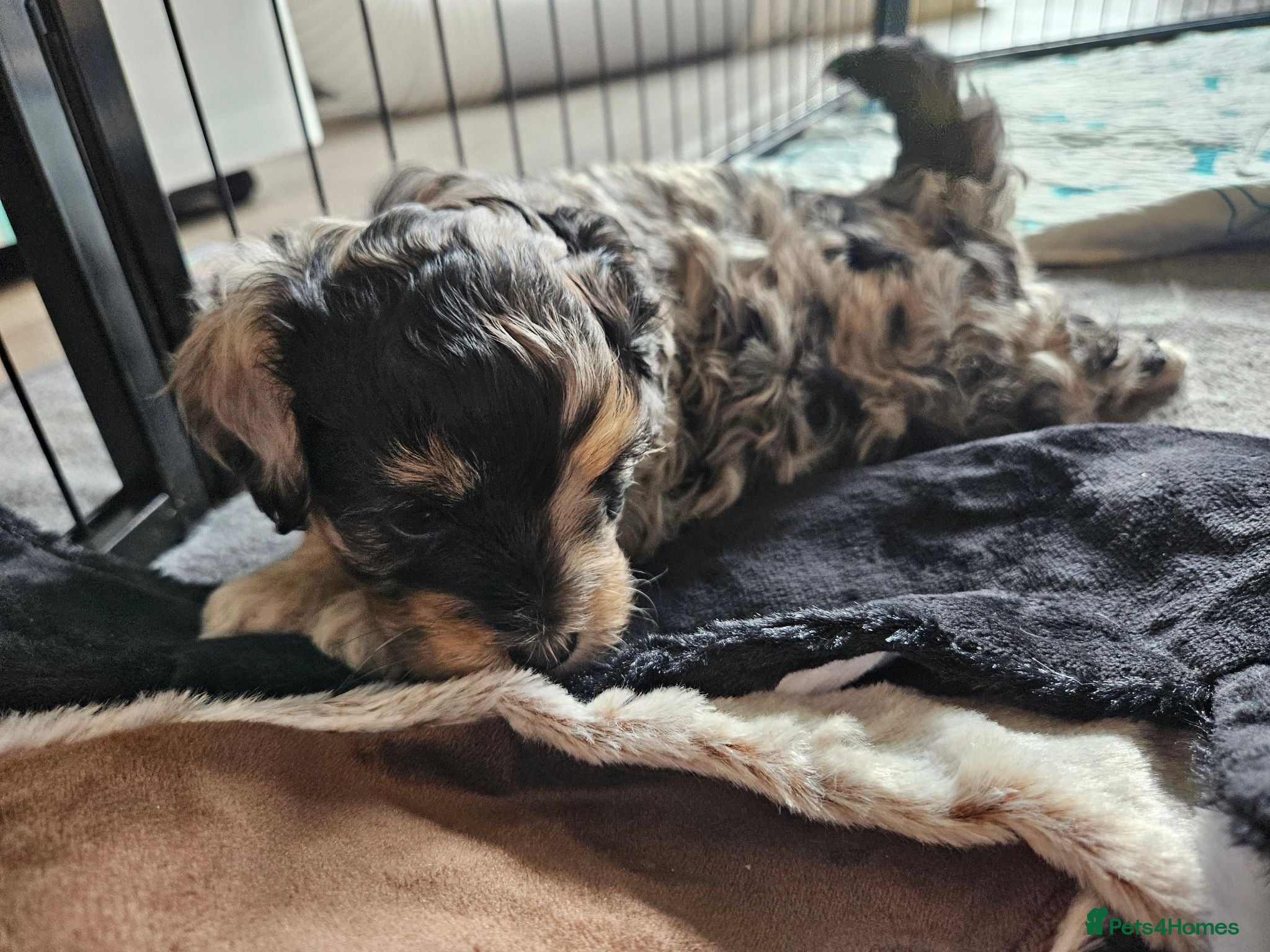 Maltipoo dogs Beautiful Blue Merle Maltipoos - Advert 2