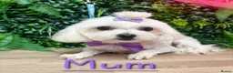 Maltese dogs for sale: Adorable Tinny Maltese puppies  - Advert 10
