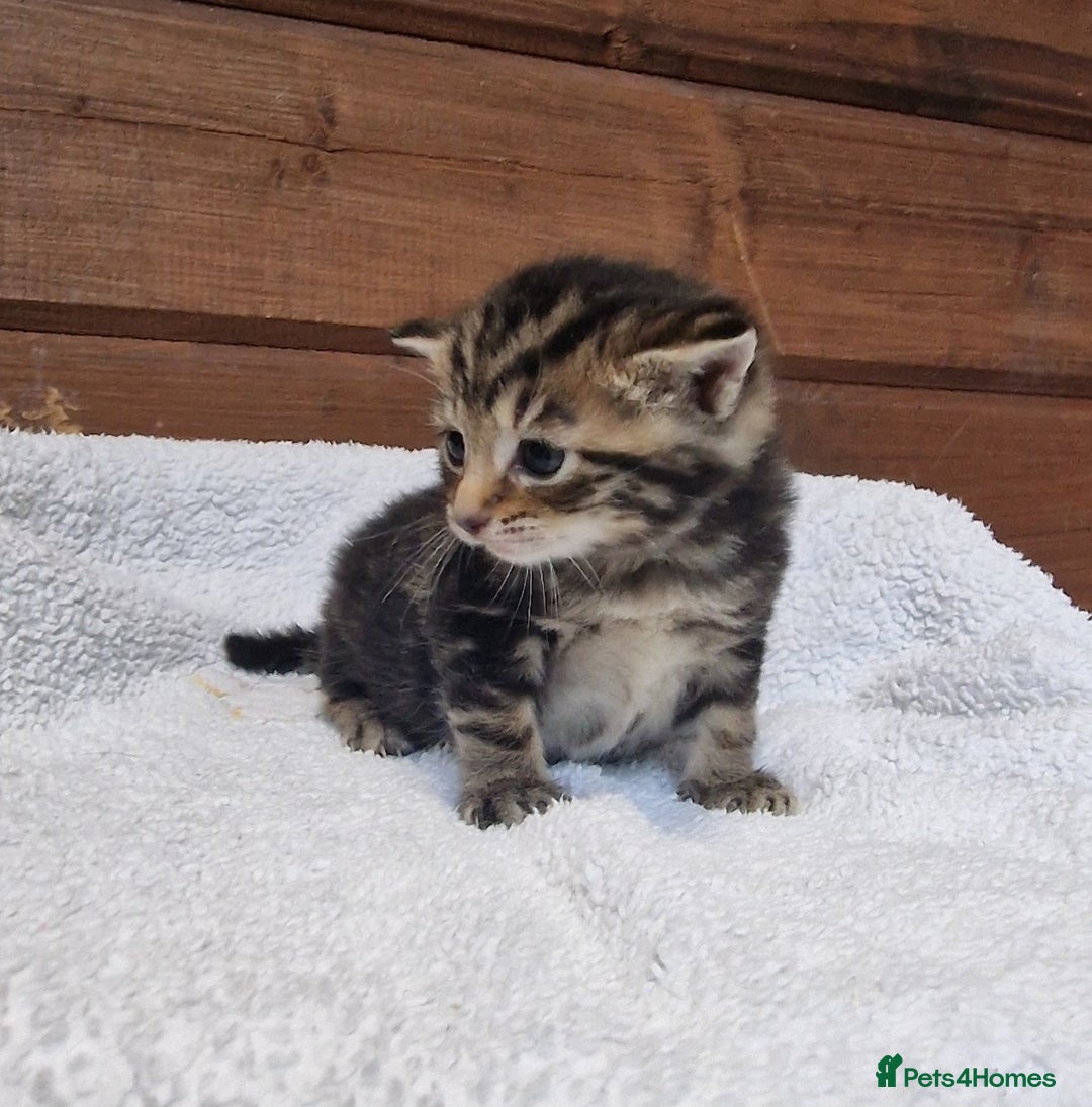 Mixed Breed cats for sale: 3 Gorgeous Kittens - Advert 7