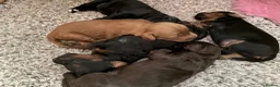 Cockapoo dogs for sale: 5 beautiful home raised Cockapoos - Advert 12