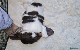 English Springer Spaniel dogs for sale: Stunning Pedigree Registered Pups - Image 30