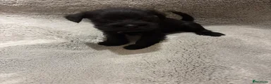 Miniature Schnauzer 5