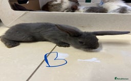 Lionhead rabbits for sale: Lionhead x lop ear - Image 3
