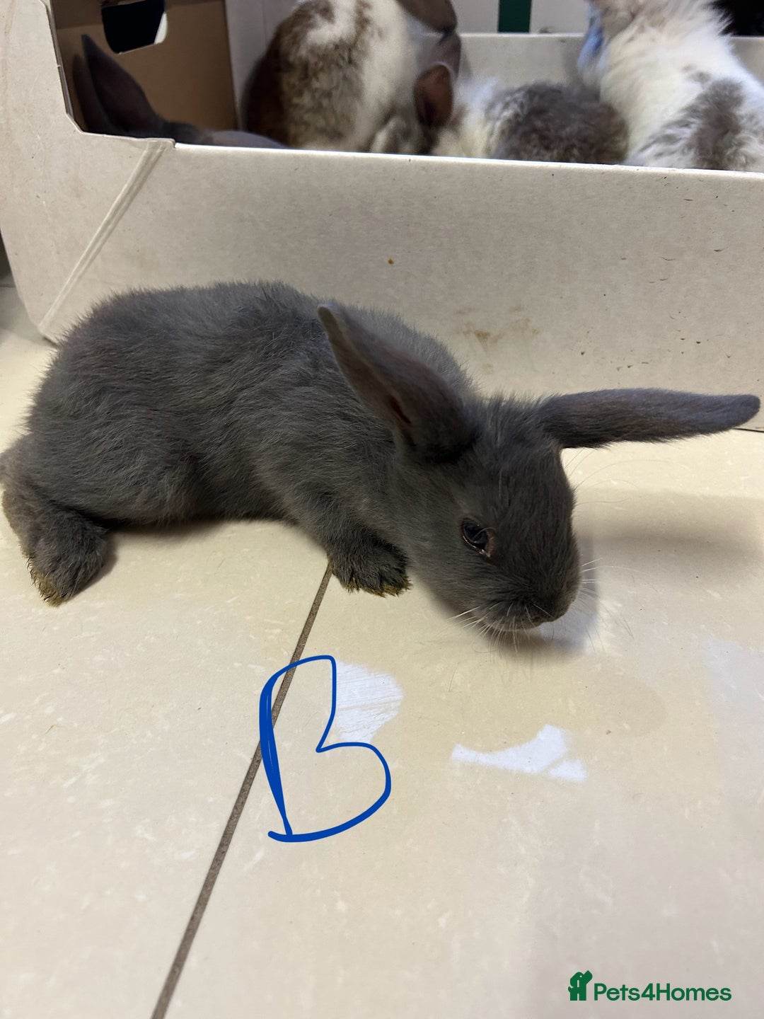 Lionhead rabbits for sale: Lionhead x lop ear - Image 3
