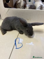 Lionhead rabbits - Advert 4