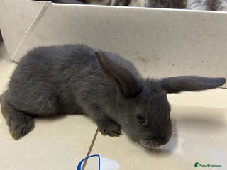 Lionhead rabbits Lionhead - Advert 2