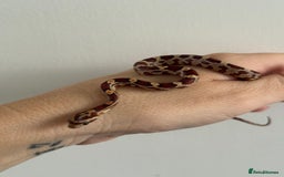 Corn Snake reptiles for sale: Great STARTER SET UP  - Corn Snake & Enclosure - Advert 1