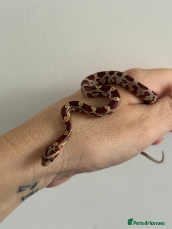 Corn Snake reptiles Great STARTER SET UP - Corn Snake & Enclosure - Advert 2