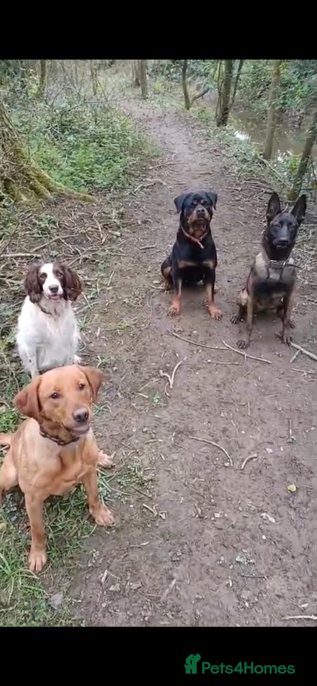 Belgian Shepherd Dog dogs for sale: Maggie 3-year-old Belgian Malinois. - Advert 7