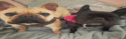 French Bulldog dogs for sale: French bulldog puppies  in Chichester - Advert 1