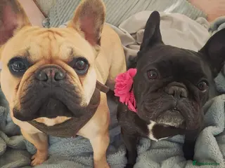 French Bulldog dogs French bulldog puppies - Advert 1