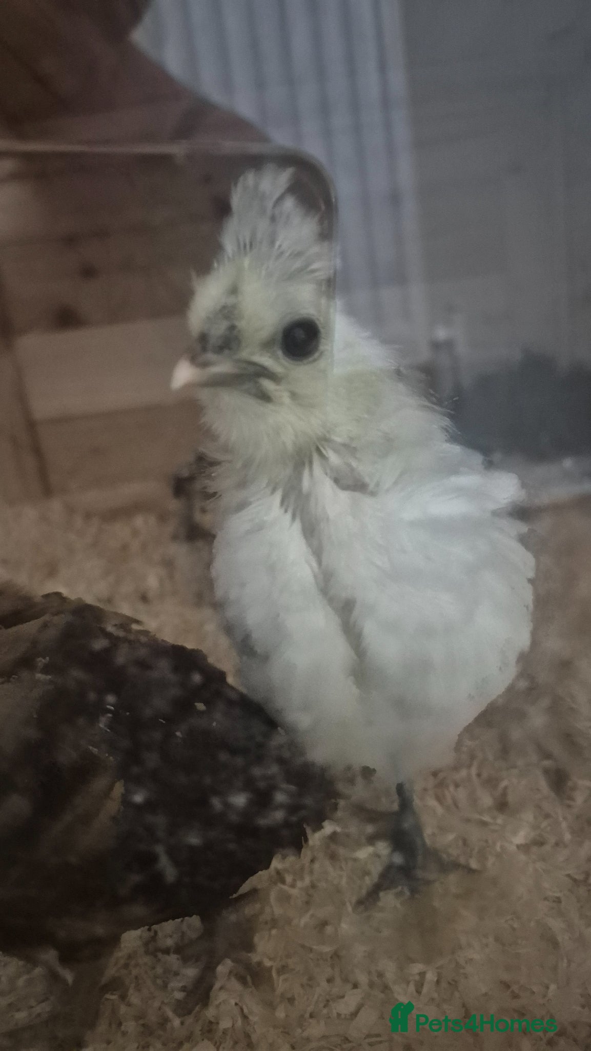 Chickens poultry 3 Chicks available  - Advert 2