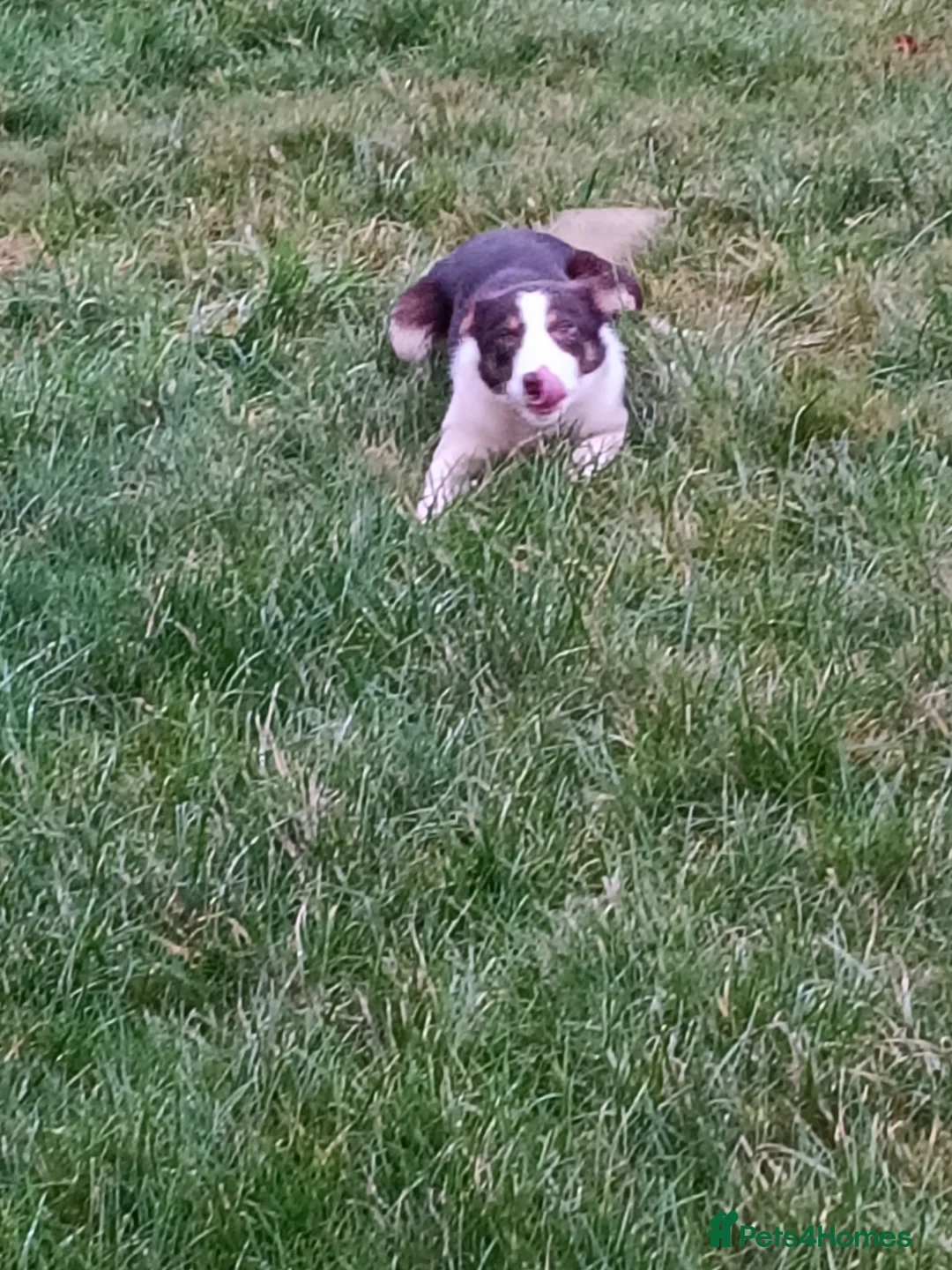 Border Collie dogs for sale: ISDS Registered Red Border Collie Bitch  - Advert 4