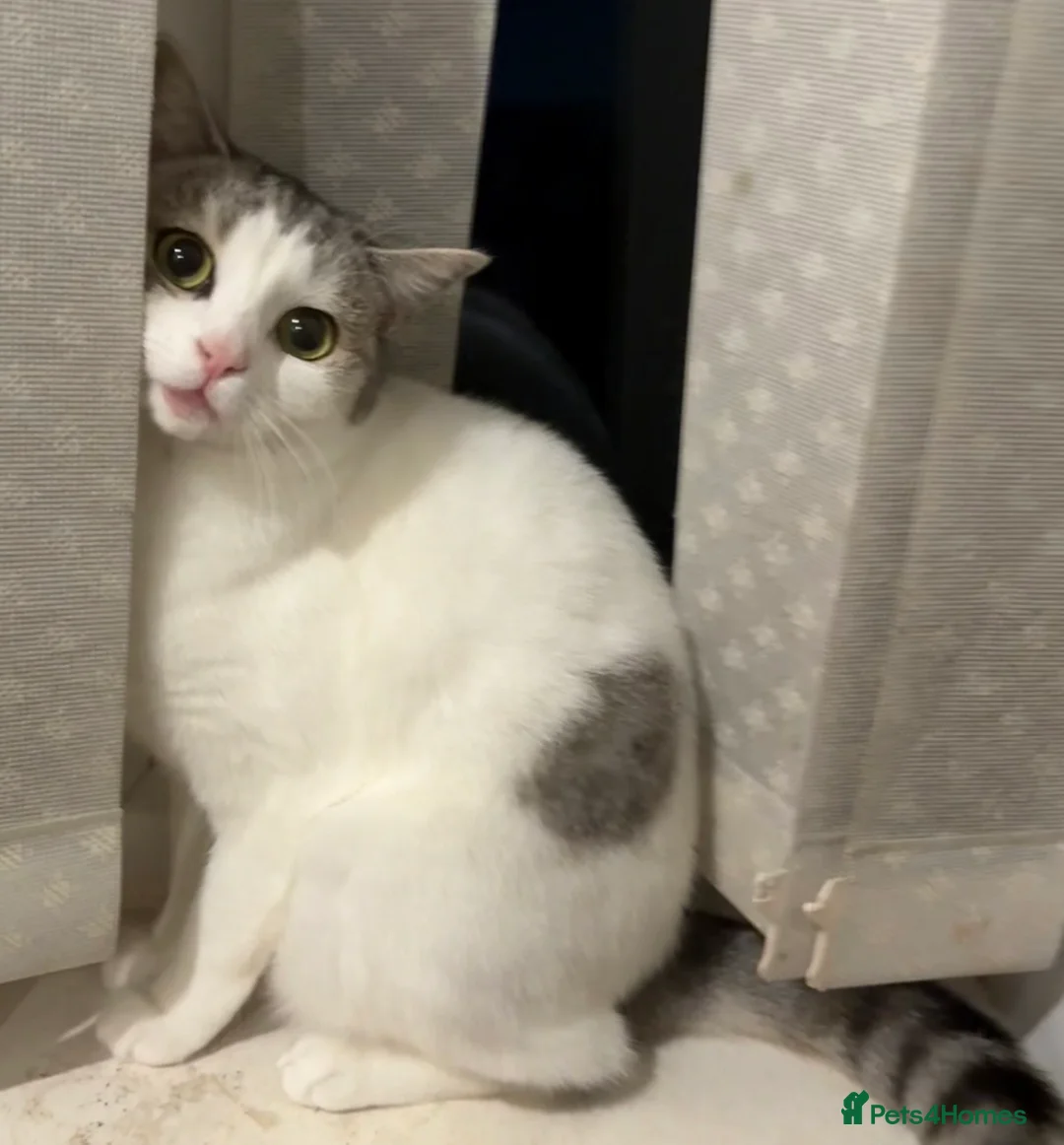 Mixed Breed cats for sale: 2 year old Scottish Straight X girl - Advert 5