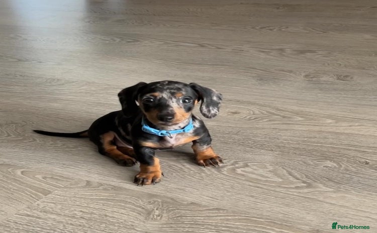 Miniature Dachshund dogs - Advert 1