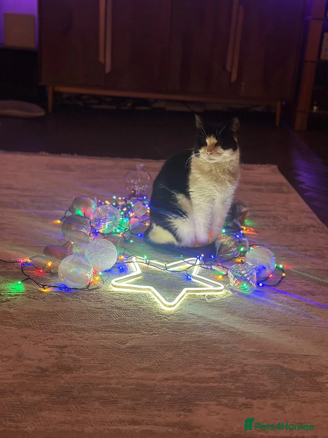 Mixed Breed cats for sale: Ruby  in Bellshill - Advert 6