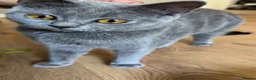 British Shorthair cats for sale: Cute British shorthair available! in Rotherham - Advert 2