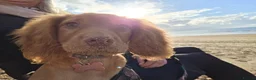 Cocker Spaniel dogs for sale: Rosie in Wigan - Advert 4