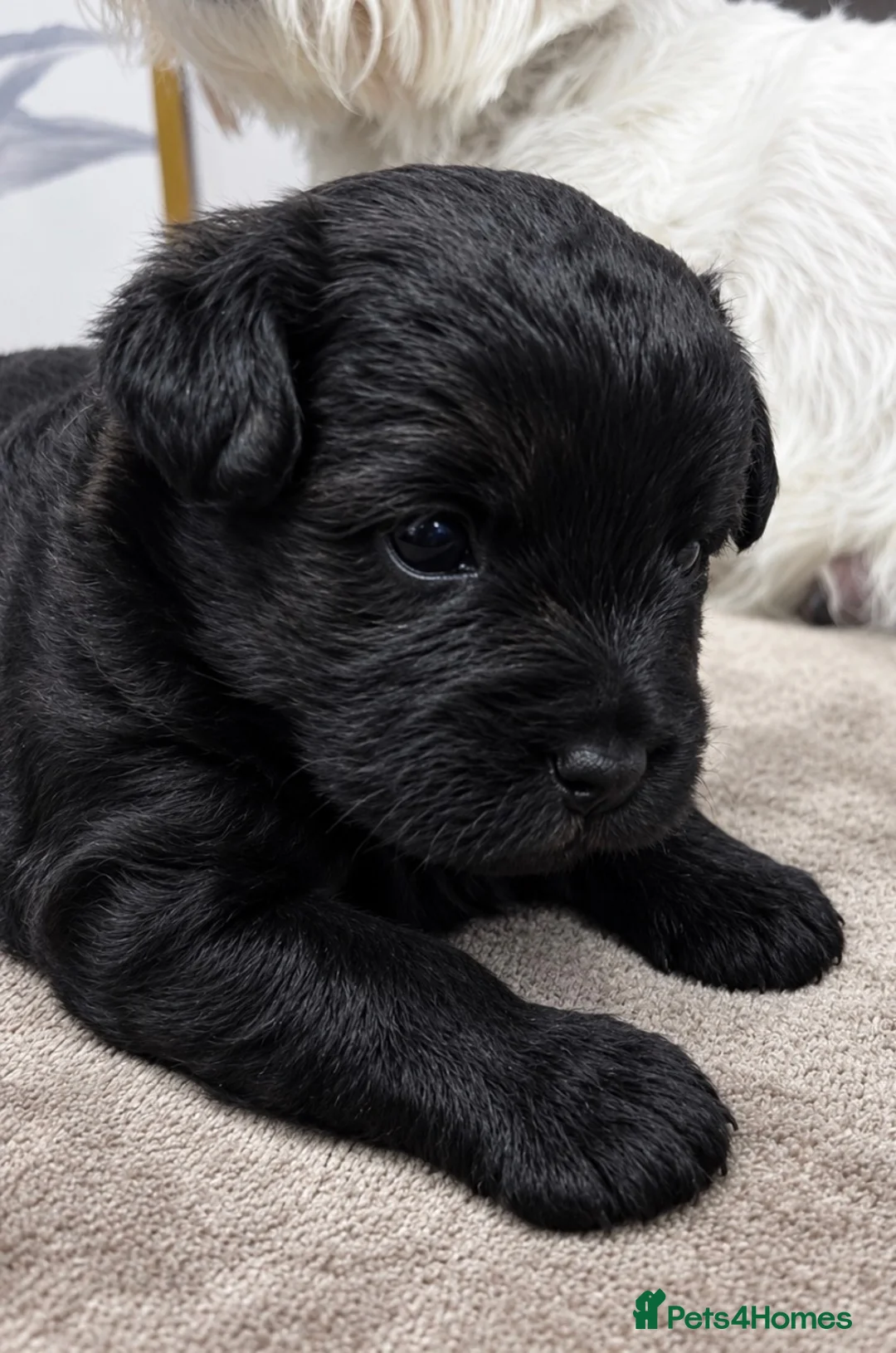 Westiepoo dogs for sale: Westiepoo Puppies in Broxbourne - Advert 5