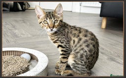 Savannah cats for sale: Ready to go F5 SBT Savannah kittens in Bingley - Image 1