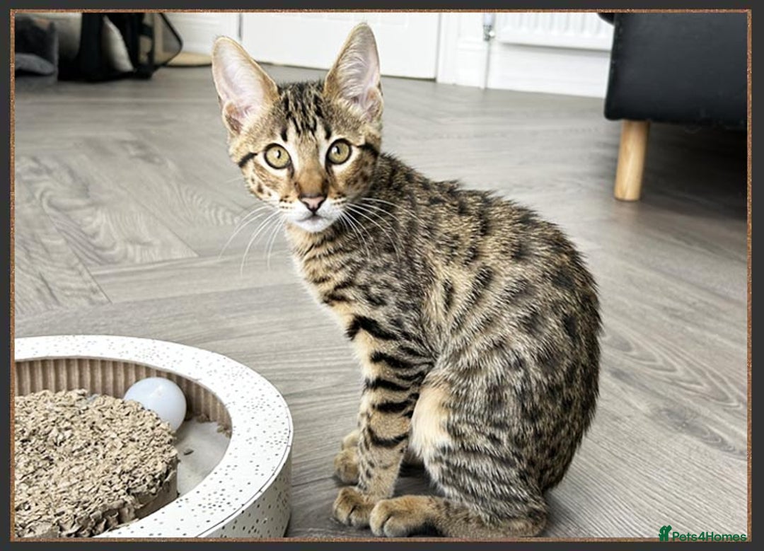 Savannah cats for sale: Ready to go F5 SBT Savannah kittens in Bingley - Image 1