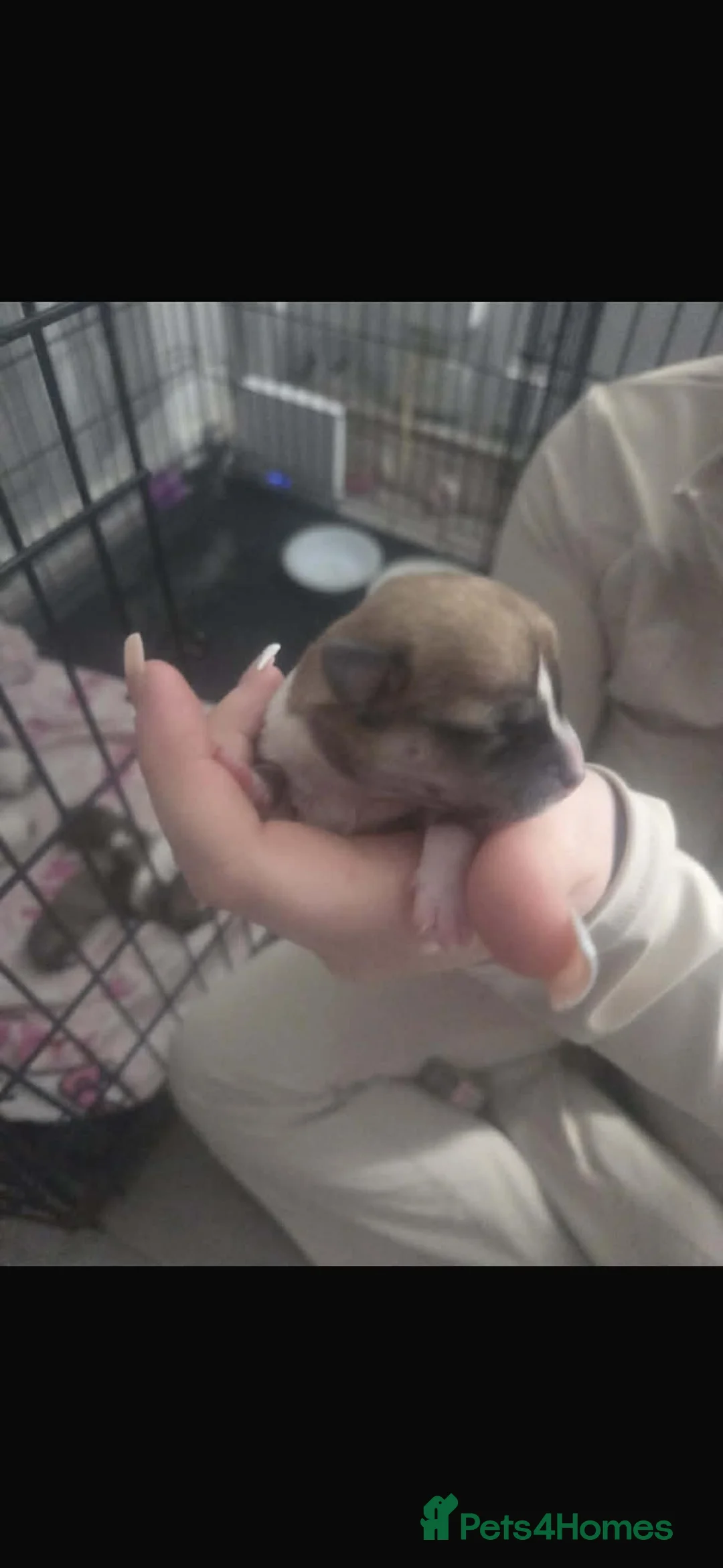 Jack Chi dogs for sale: jack chi pups 9 off them  in Dudley - Advert 14