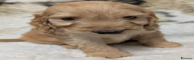 Cockapoo 2
