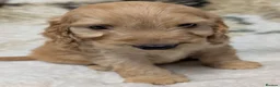 Cockapoo dogs for sale: Quality DNA Clear Cockapoo Puppies  - Advert 23