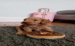 Cockapoo dogs for sale: Gorgeous f3 cockapoo puppies - Image 3