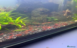 Shrimps fish for sale: Neocaridina Red Cherry Shrimp Mid Grade  - Image 2