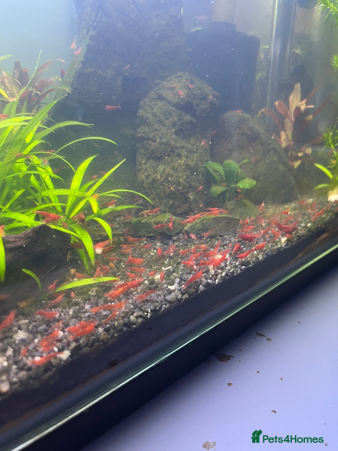 Shrimps fish for sale: Neocaridina Red Cherry Shrimp Mid Grade  - Image 2