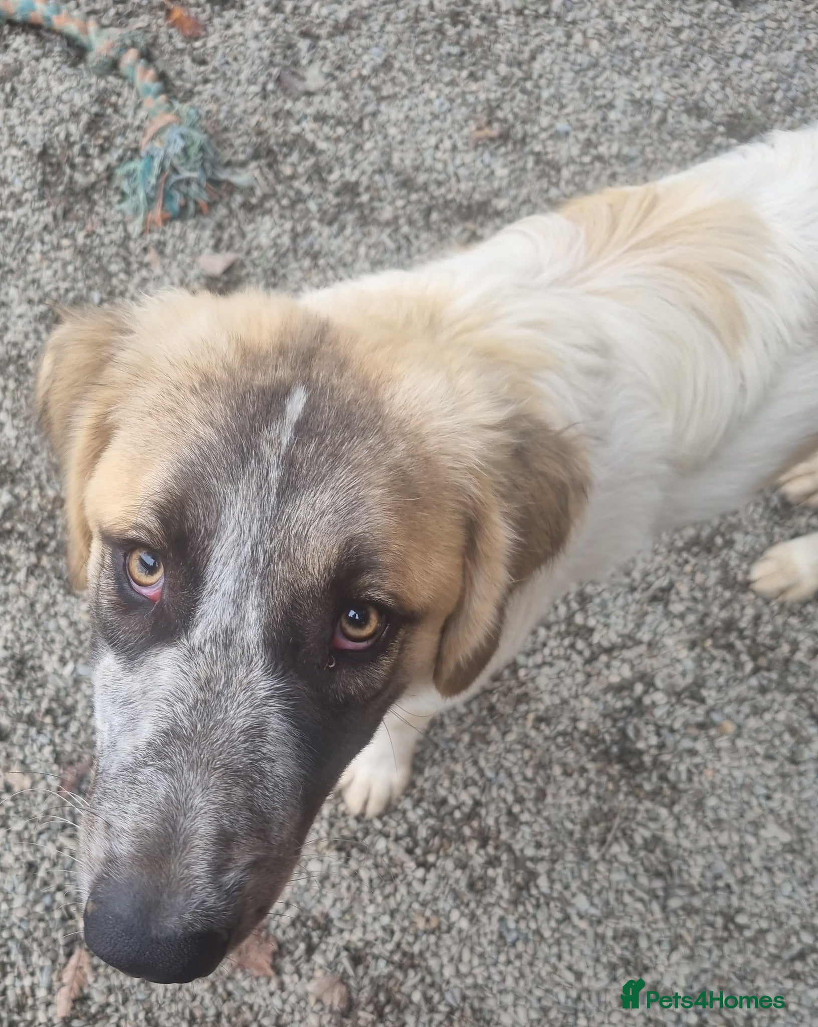 Islay - In Ayr — Mixed Breed