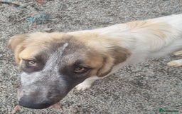 Mixed Breed dogs for adoption: Islay - In Ayr looking for a home  - Image 9