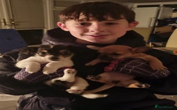 Chiweenie dogs for sale: Chihuahua pups - Image 11