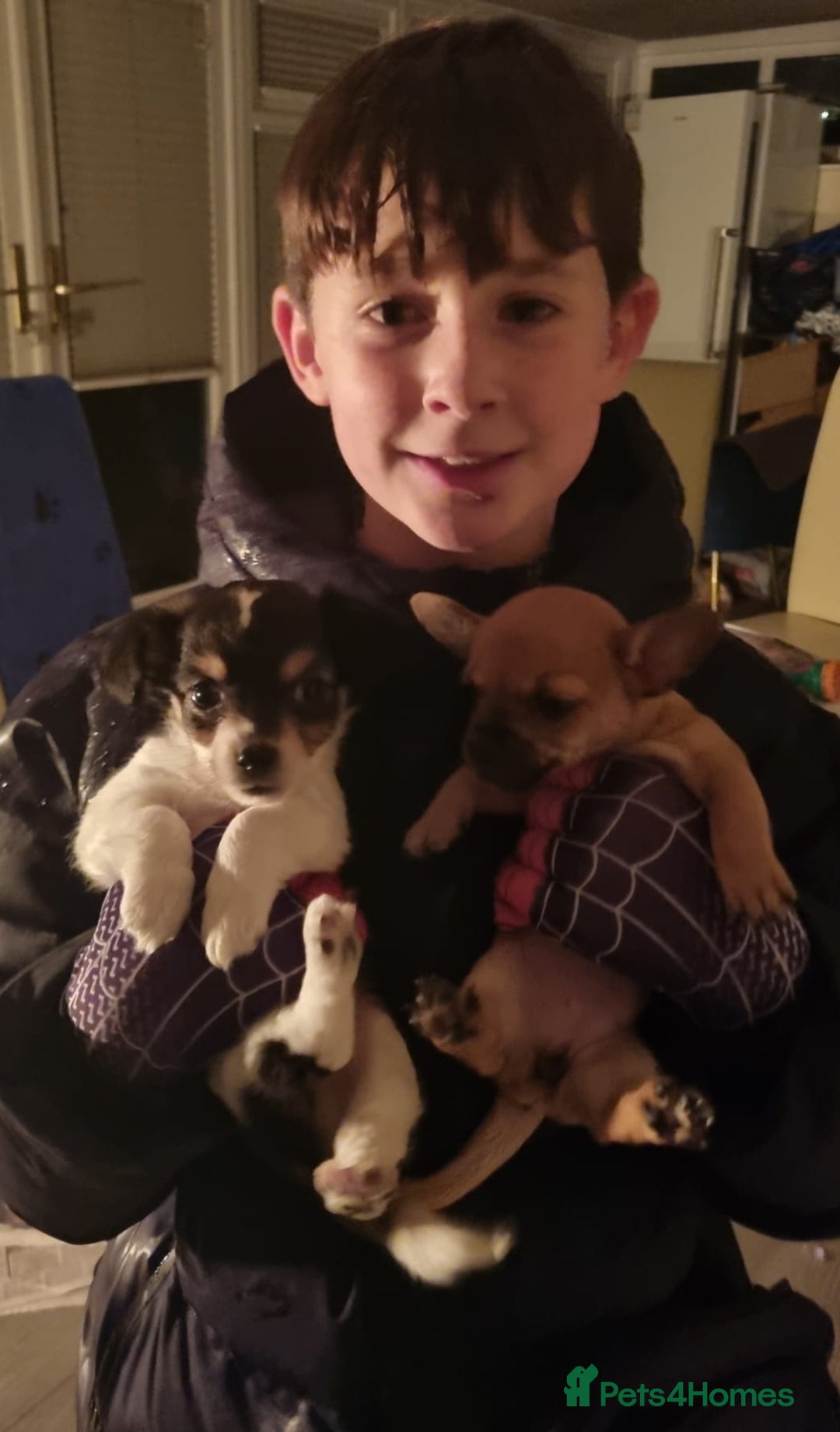 Chiweenie dogs for sale: Chihuahua pups - Image 11