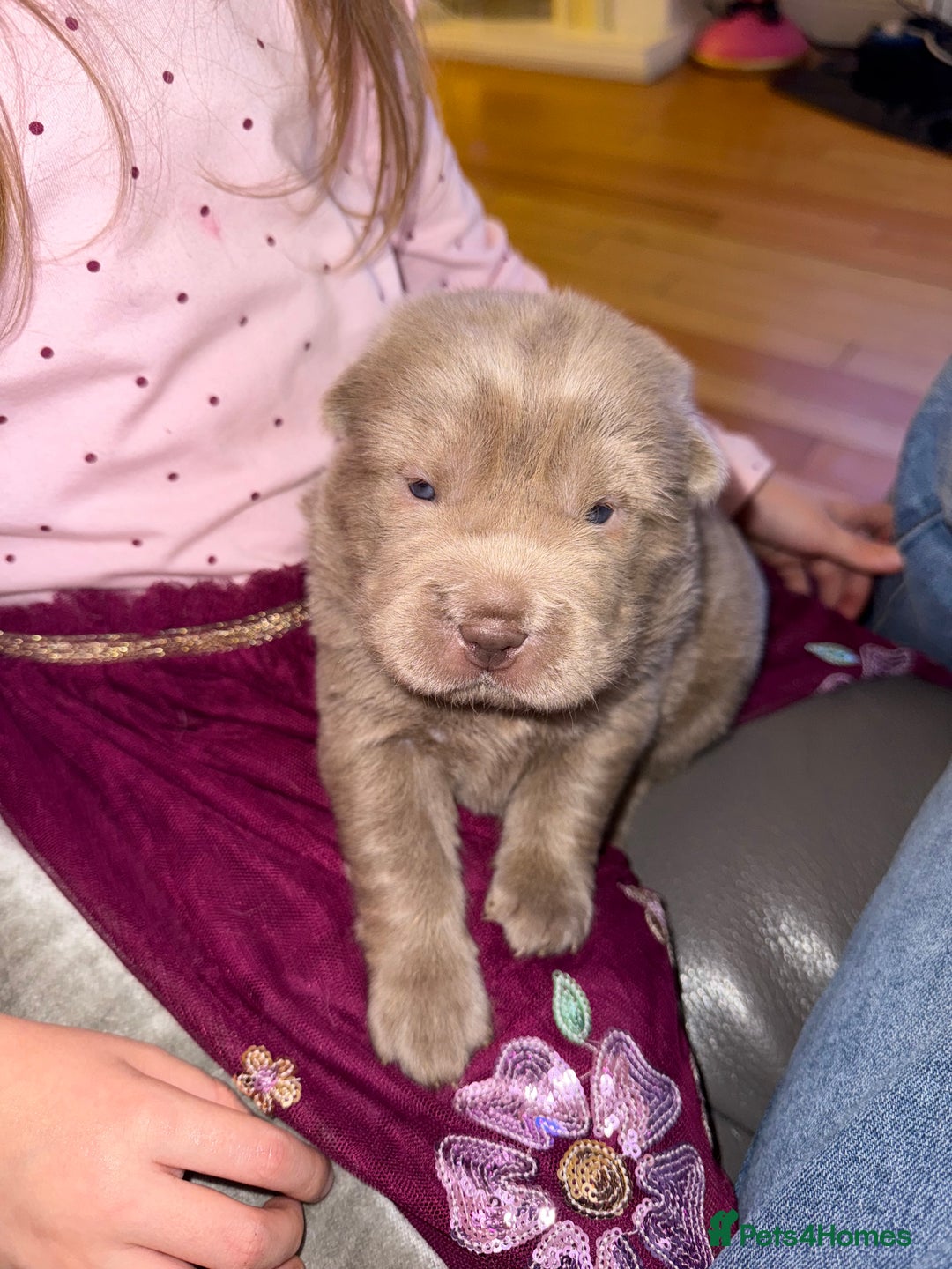 Shar Pei dogs for sale: Tan point bear and brush coat puppies - Advert 8